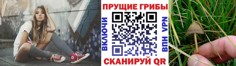 купить наркотики сайты  Кингисепп  Псилоцибиновые грибы Psilocybe 